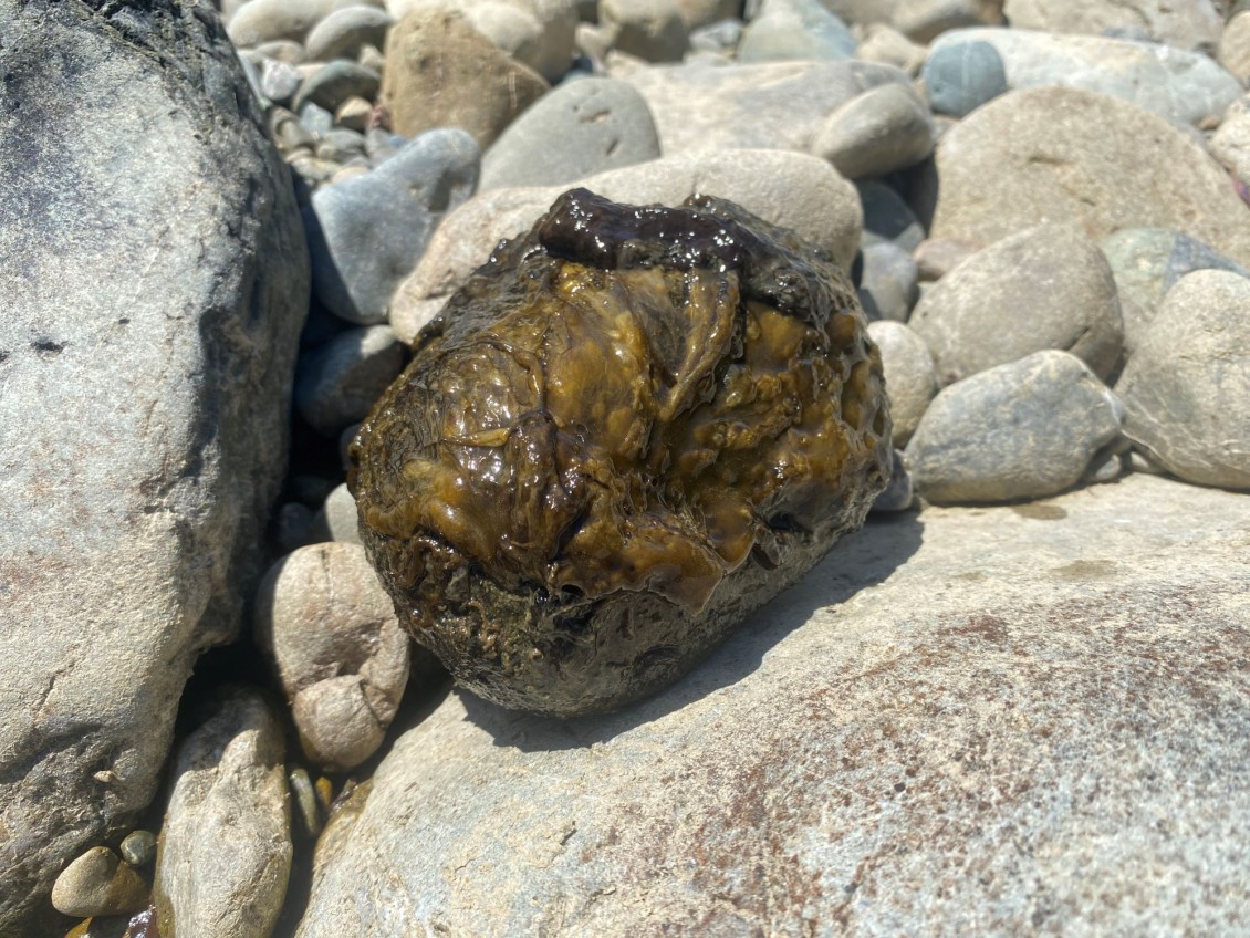 A slimy greenish-brown mat of toxic algae on a rock